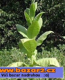 Semena tabáku kvalitních odrůd