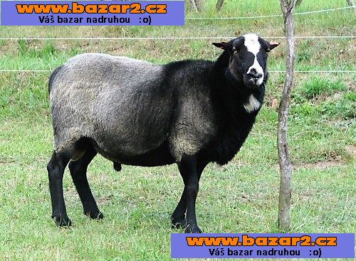 náhled