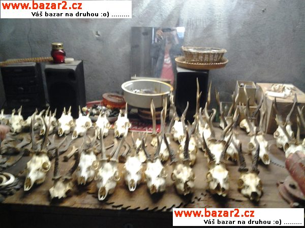 Srnčí trofeje