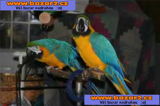 krásné ara papoušci s doklady