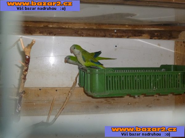 PRODÁM - Přechazím na jiné papoušky. 