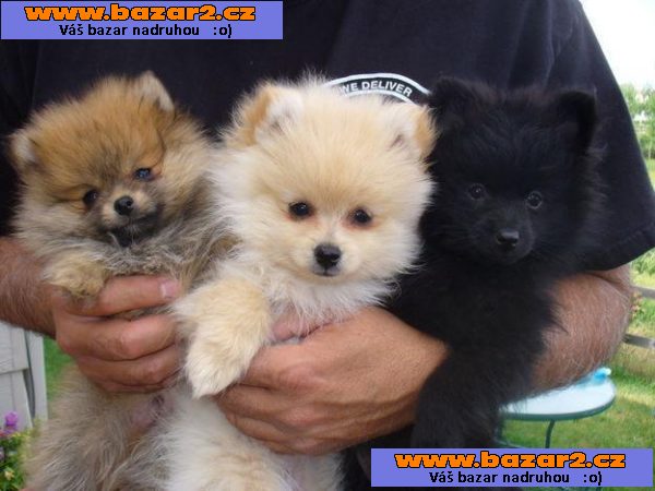 Pomeranian štěňata 