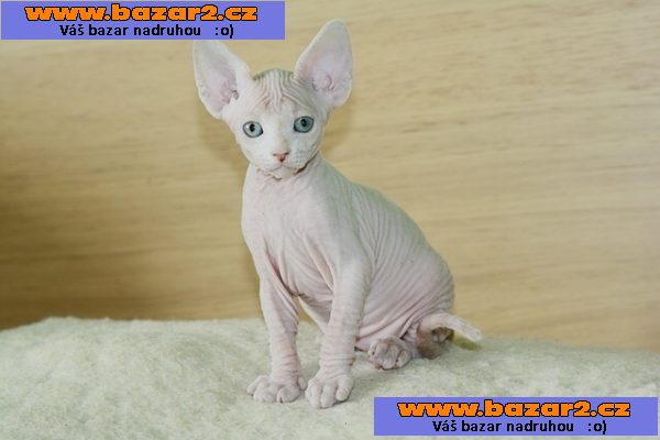 Kanadský sphynx s PP