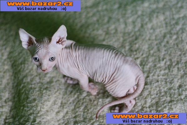 Kanadský sphynx s PP