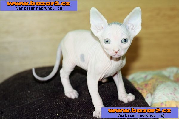 Kanadský sphynx s PP