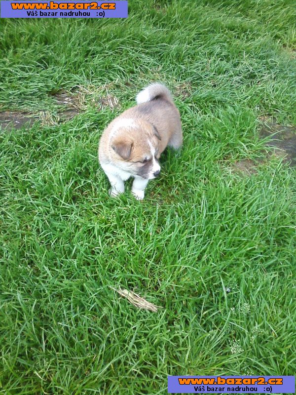 Akita-Inu poslední fenka