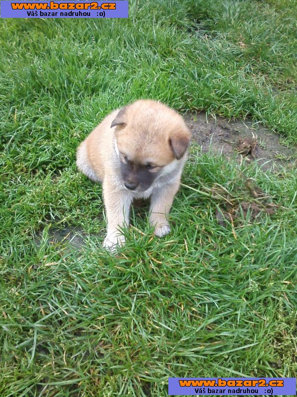 Akita-Inu poslední fenka