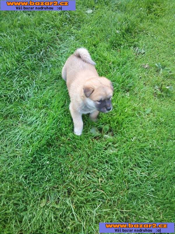 Akita-Inu poslední fenka