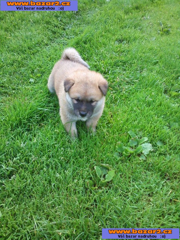 Akita-Inu poslední fenka