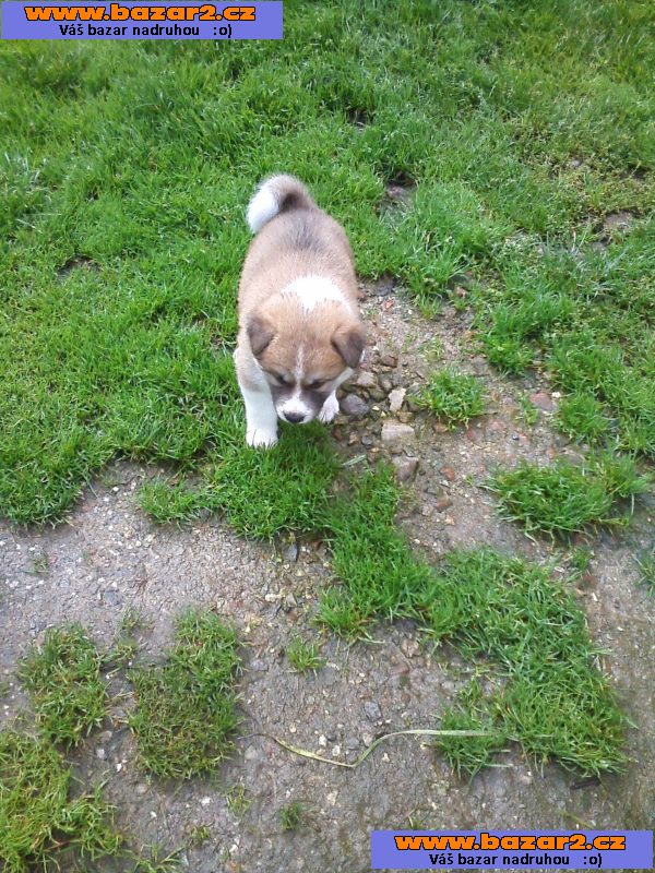 Akita-Inu poslední fenka