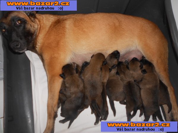 BO Malinois - štěnata s PP