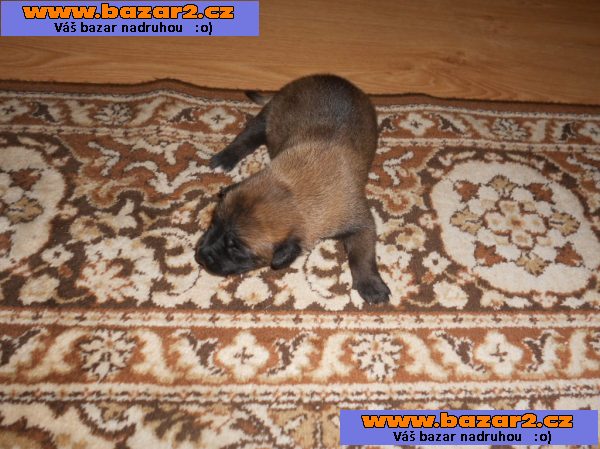 BO Malinois - štěnata s PP