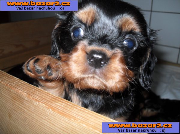 Kavalír king charles španěl