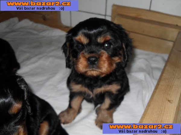 Kavalír king charles španěl
