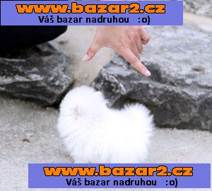 Roztomilý šálek Pomeranian Štěňata.