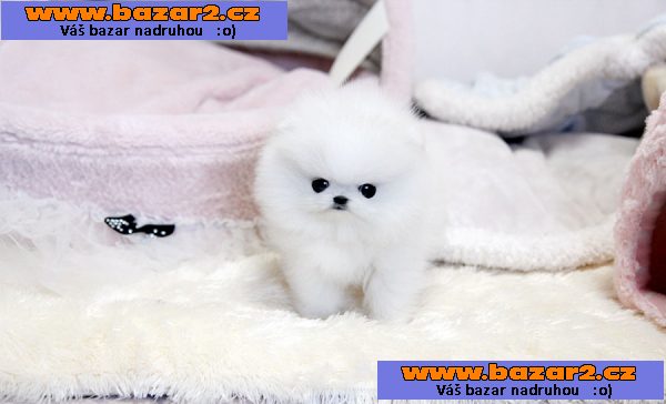 Roztomilý šálek Pomeranian Štěňata.
