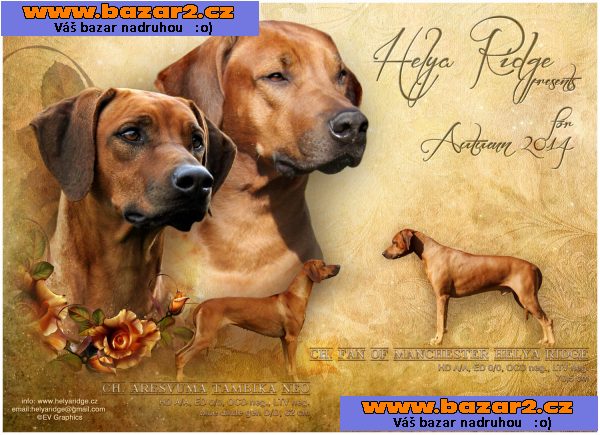 Rhodéský ridgeback - štěňata s PP