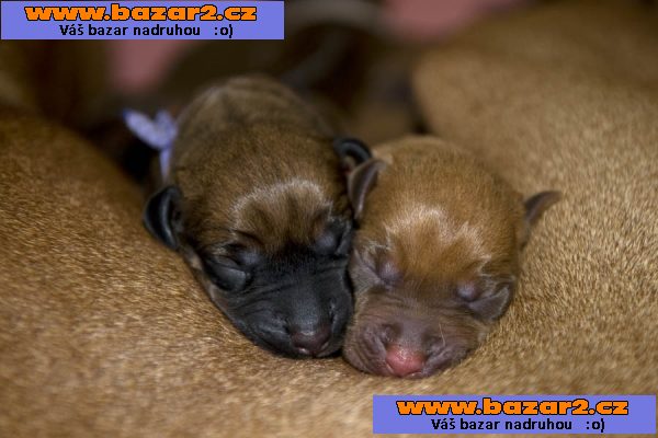 Rhodéský ridgeback - štěňata s PP