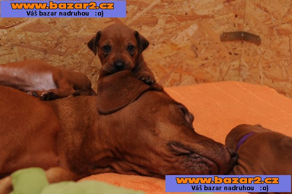 Rhodéský ridgeback - štěňata s PP