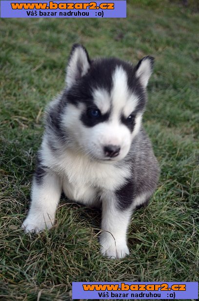 Dvě modré oči sibiřský Huskies Štěňata
