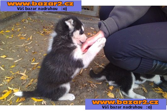 Dvě modré oči sibiřský Huskies Štěňata
