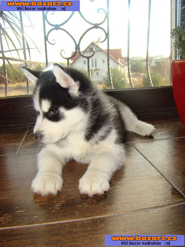 Dvě modré oči sibiřský Huskies Štěňata