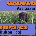 Stafordširský bulterier