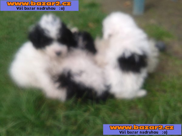 Pudlik