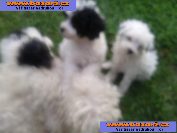 Pudlik