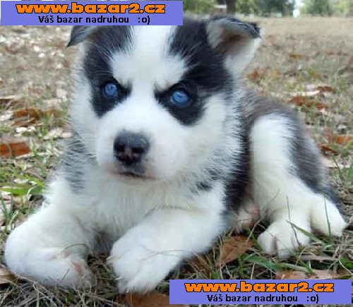 Vynikající modré oči sibiřský husky štěňata
