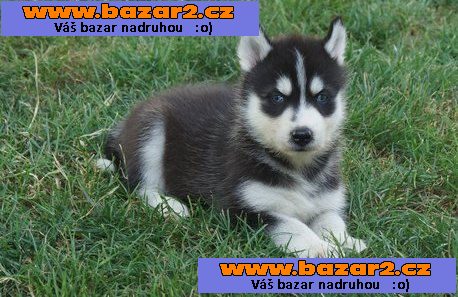 modré oči sibiřský husky štěňata