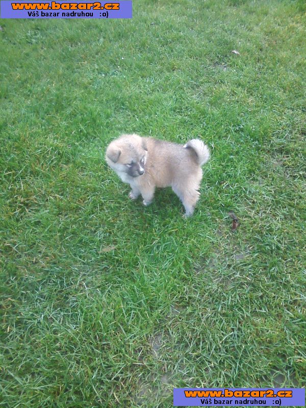 Akita-Inu nádherná fenečka