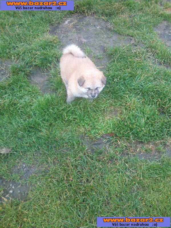 Akita-Inu nádherná fenečka