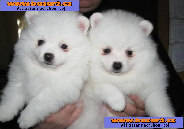Pomeranian štěňata na prodej