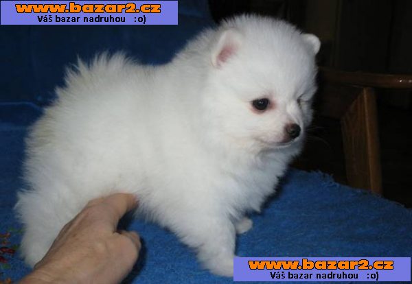 Pomeranian štěňata na prodej