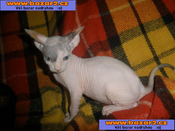 KOTÁTKA   SPHYNX  