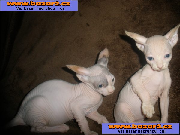 KOTÁTKA   SPHYNX  