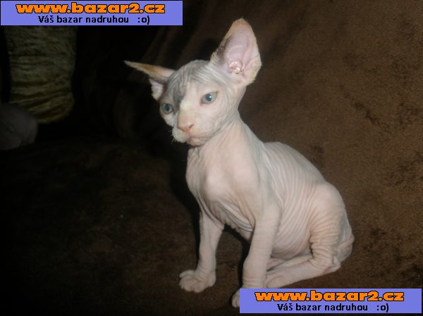 KOTÁTKA   SPHYNX  