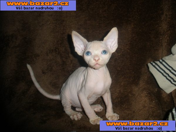 KOTÁTKA   SPHYNX  