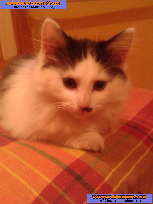 daruji kočičku