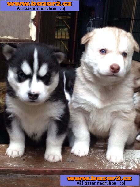 Husky štěňata na prodej