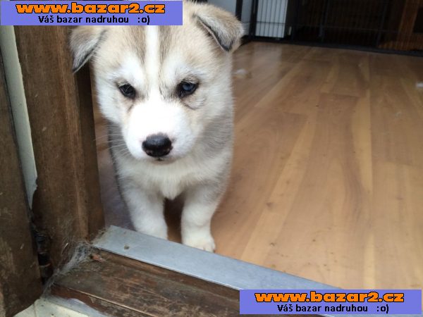 Husky štěňata na prodej