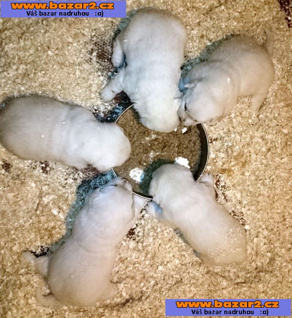 Labrador retriever s PP