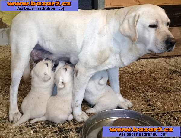 Labrador retriever s PP