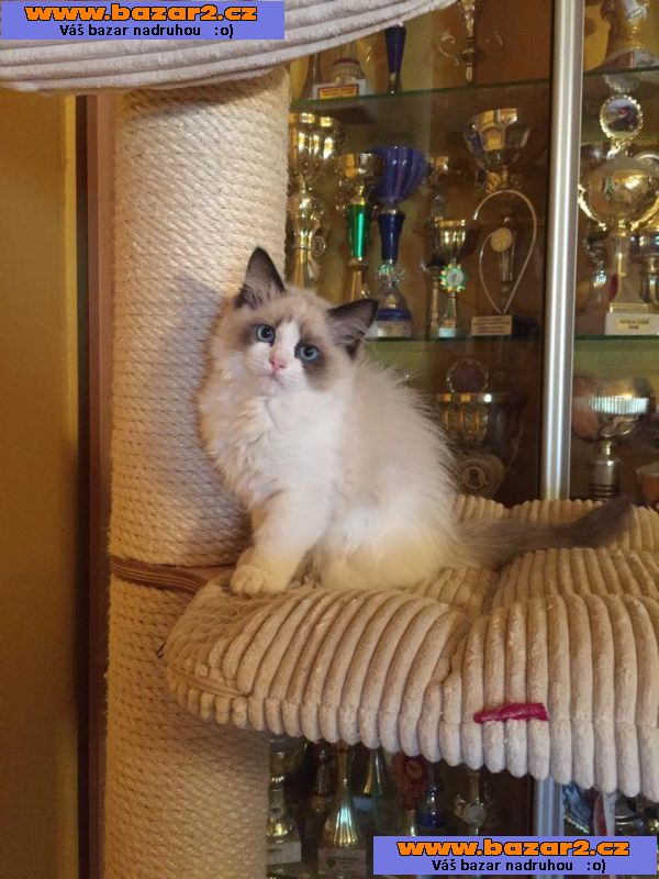 Koťátka Ragdoll