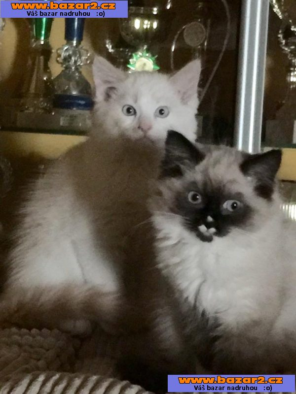 Koťátka Ragdoll