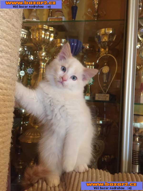 Koťátka Ragdoll
