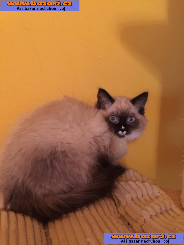 Koťátka Ragdoll