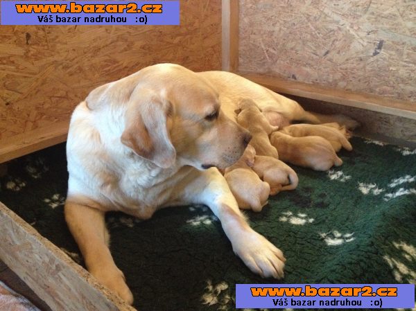 Prodám ŠTĚŇATA Labrador retrievera