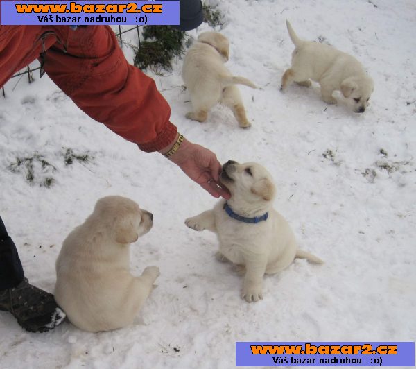 Labrador retriever s PP